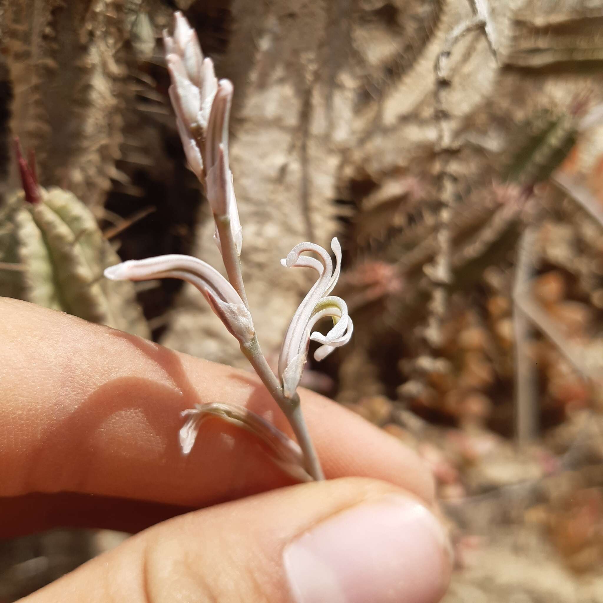 Слика од Haworthia turgida Haw.