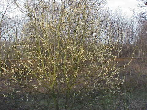 Image of goat willow