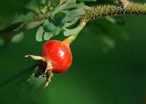 Rosa sericea Lindl. resmi