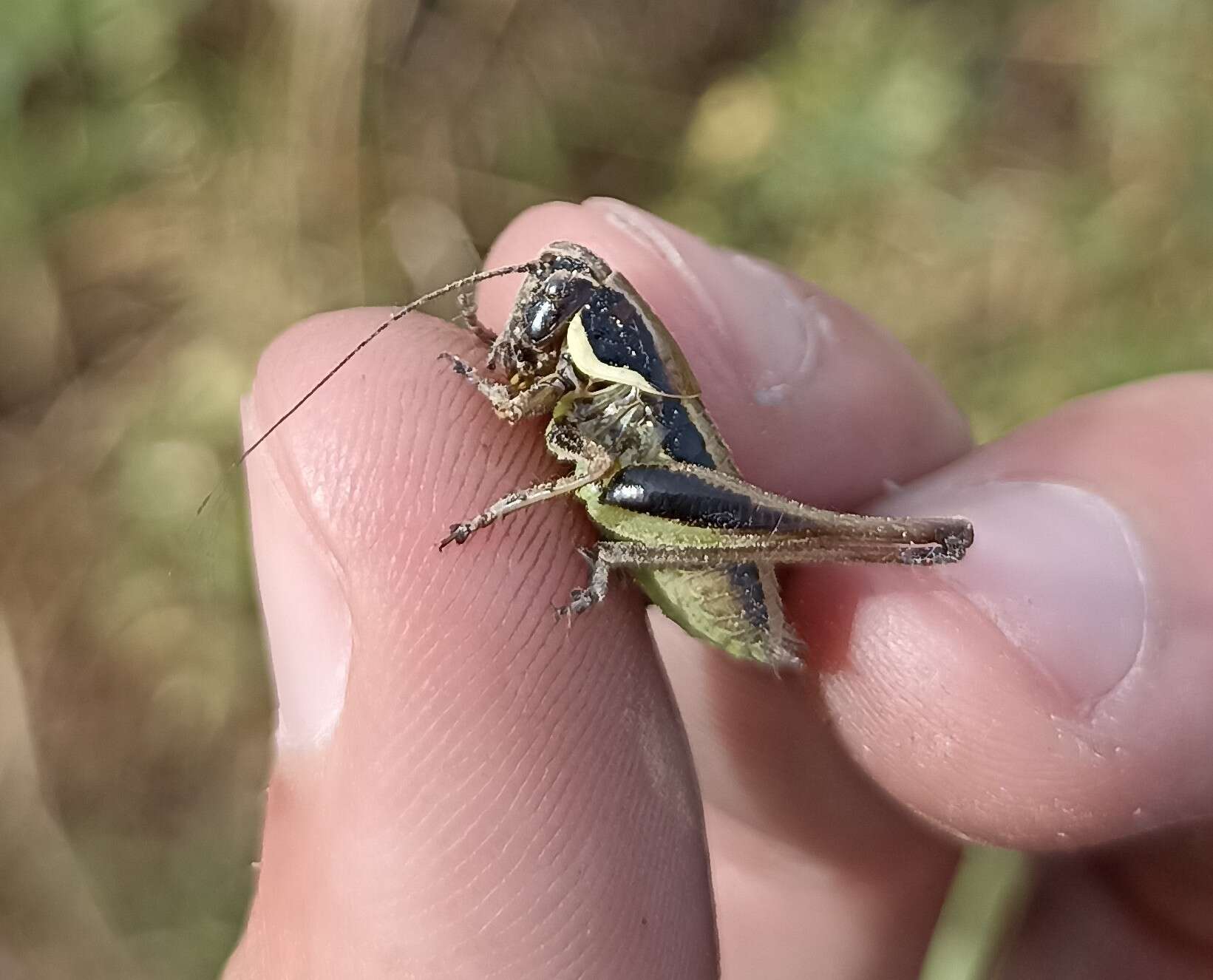 Image de Pholidoptera femorata (Fieber 1853)