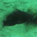 Image of Black midas cichlid