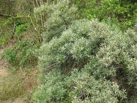 Image of Sea-buckthorn