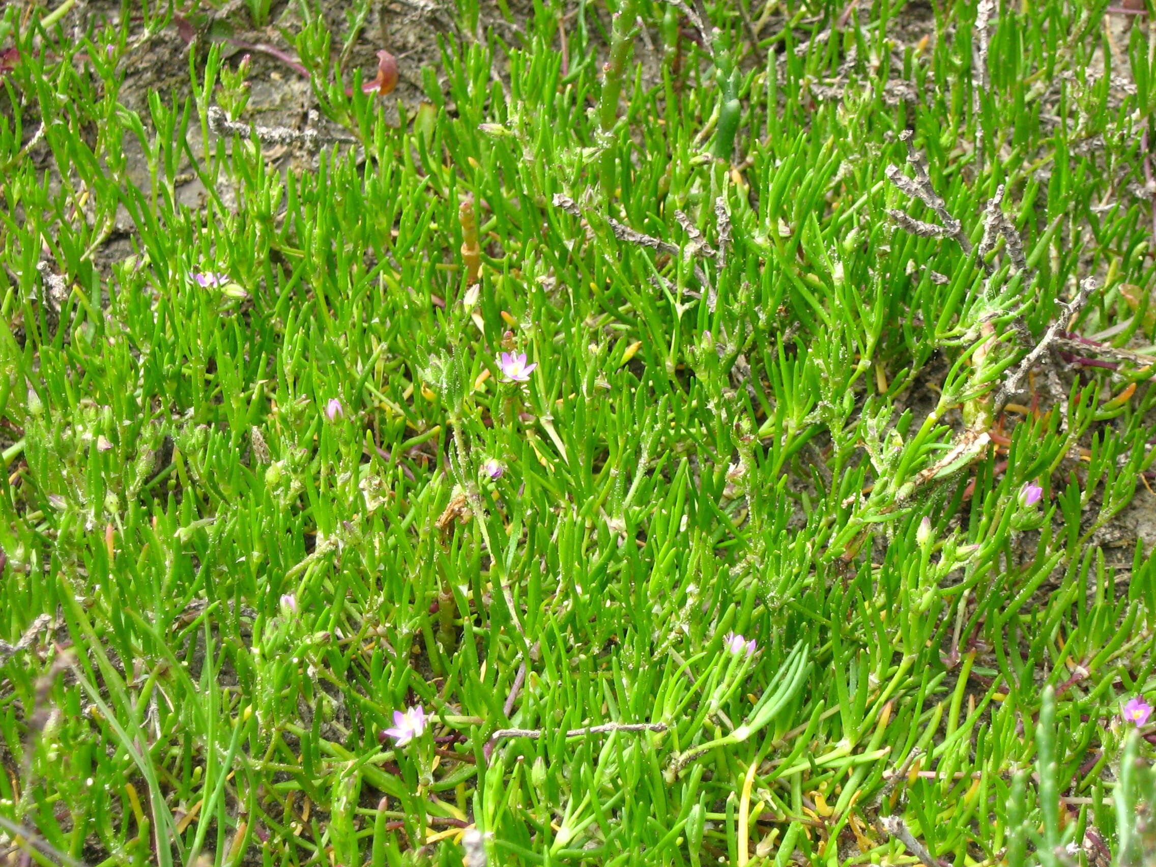 Image of glasswort