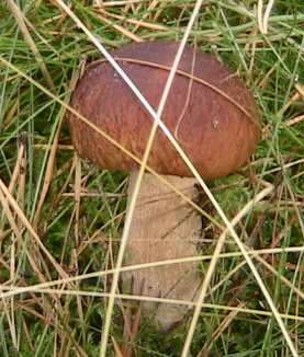 Image of Cep