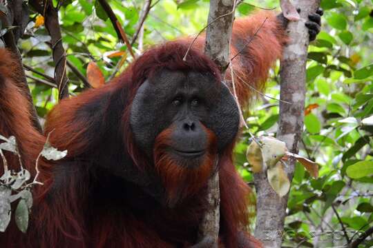 Image of Pongo pygmaeus pygmaeus (Linnaeus 1760)