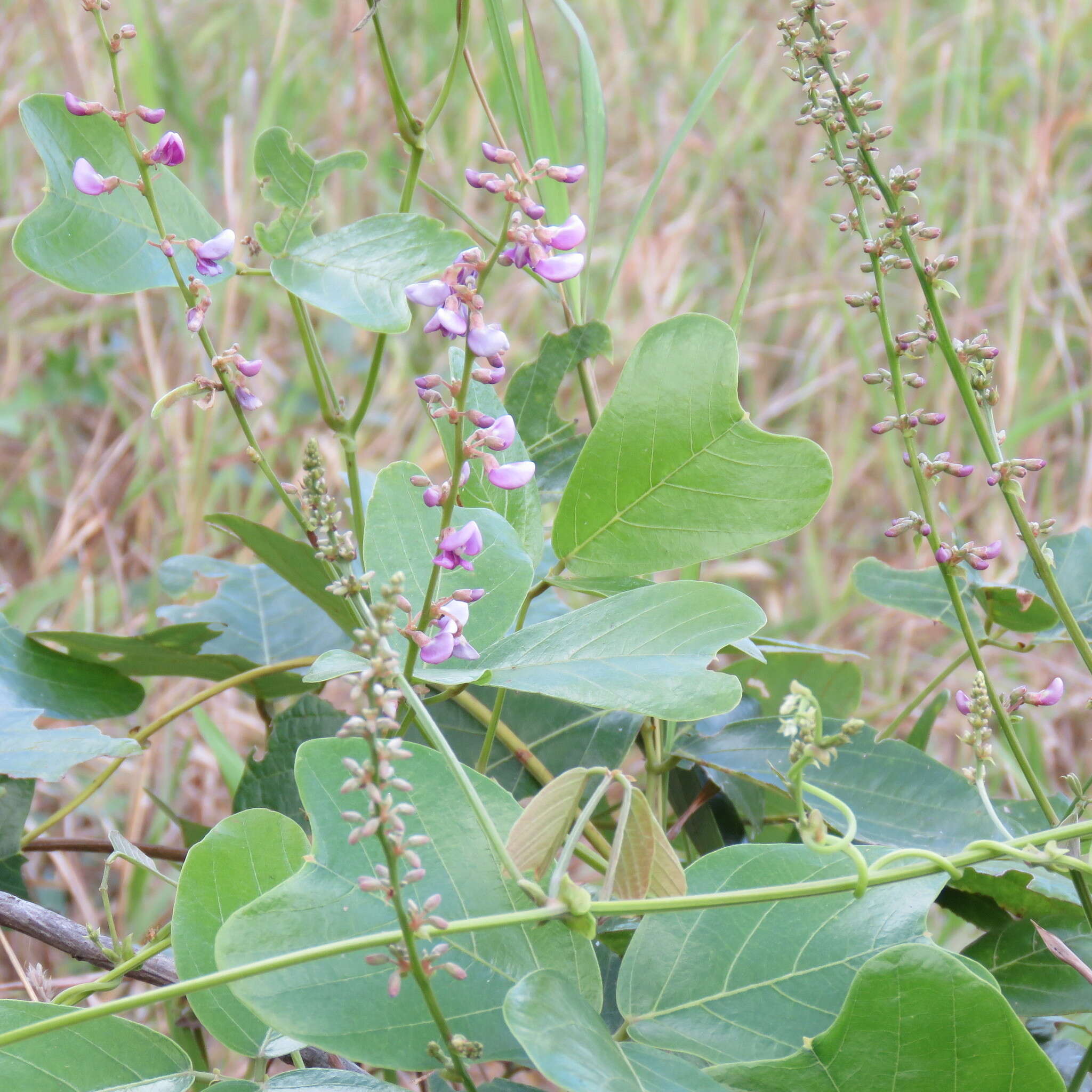 Image of Vandasina retusa (Benth.) Rauschert