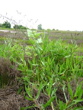 Image of sea aster