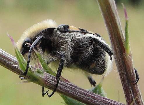 Image of Bee beetle