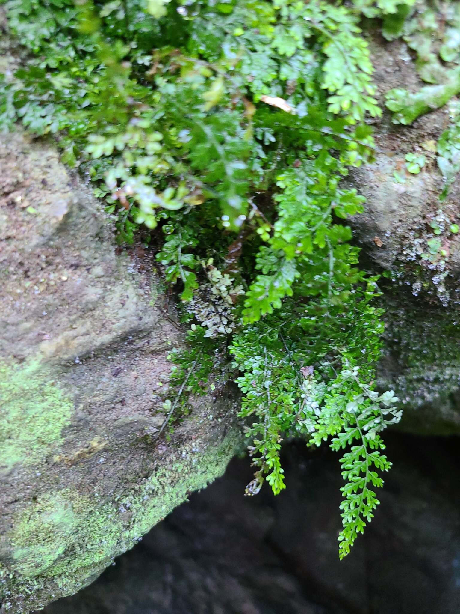 Image of limestone spleenwort