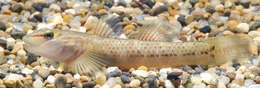 Image of Rhinogobius