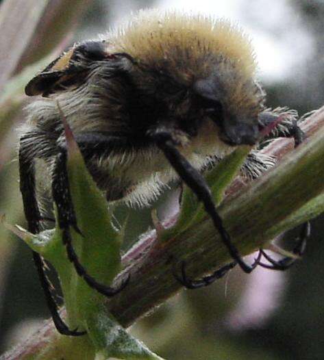 Image of Bee beetle