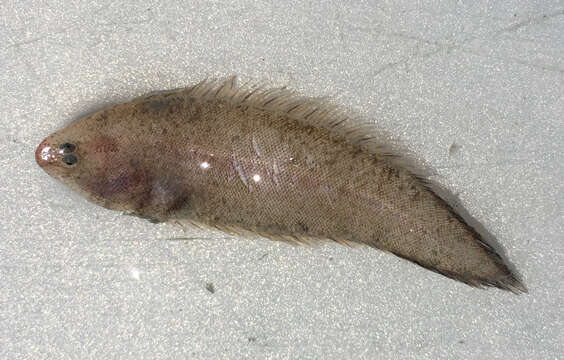 Image of California tonguefish