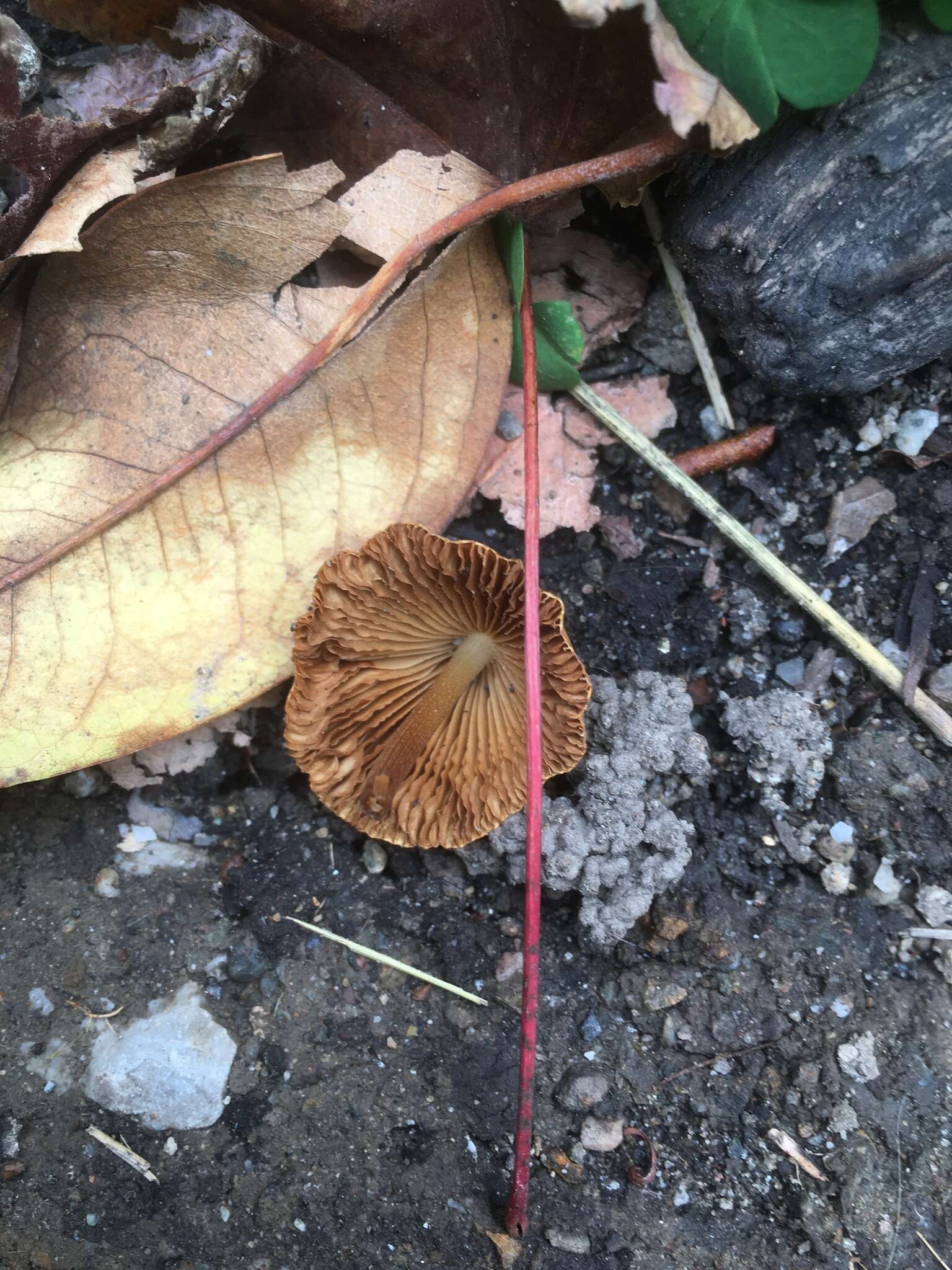 Conocybe aurea (Jul. Schäff.) Hongo 1963 resmi