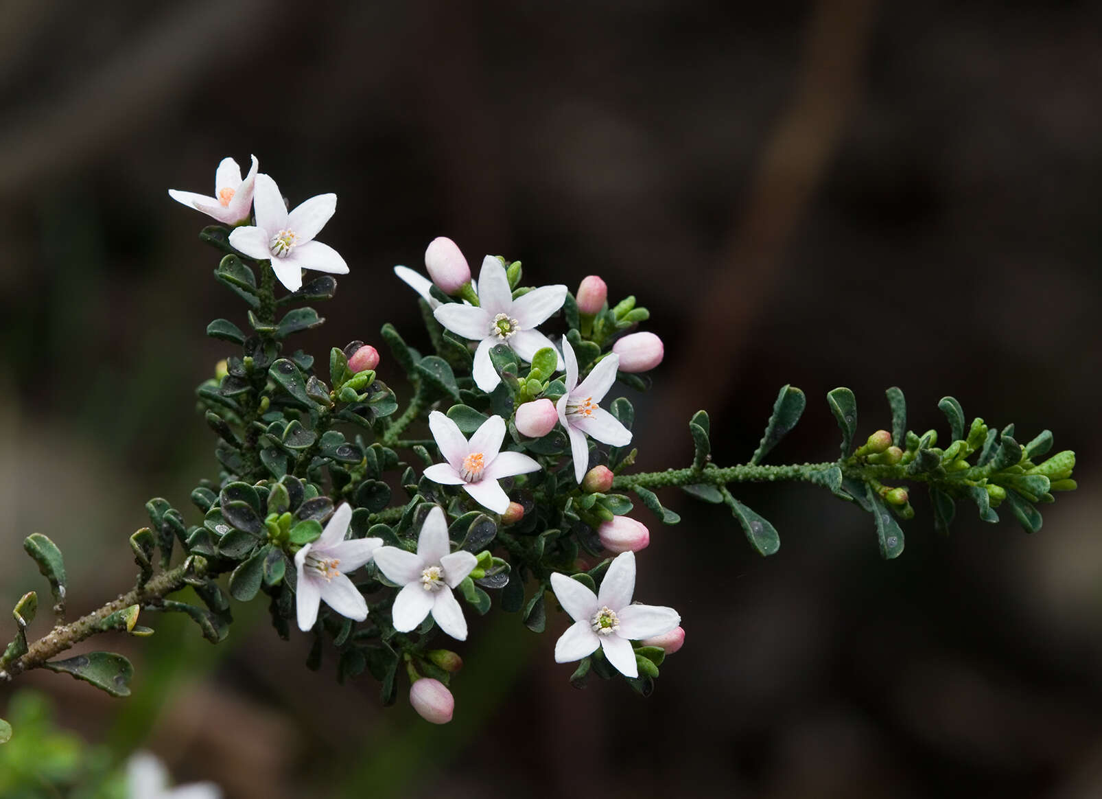 Image of Philotheca verrucosa (A. Rich.) Paul G. Wilson