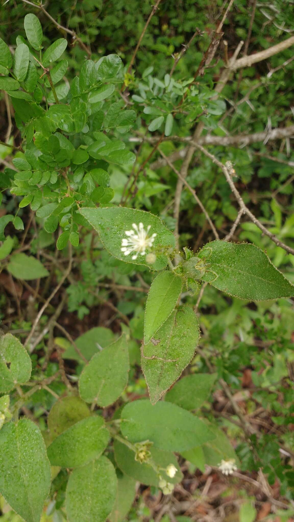 Image de Croton ciliatoglandulifer Ortega