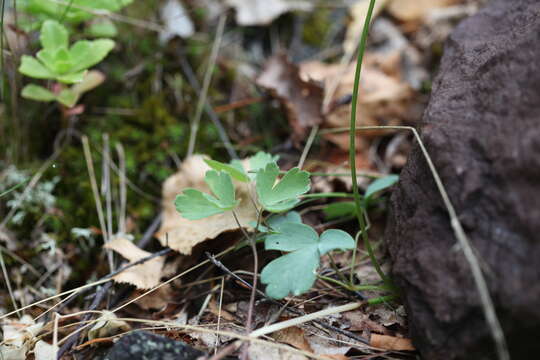 Image of Aquilegia olympica Boiss.