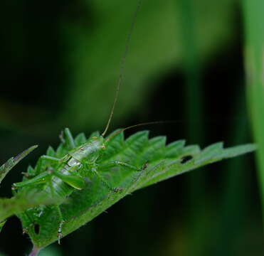 Image of upland green bush-cricket