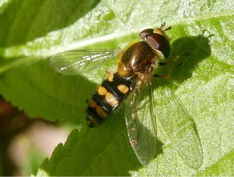 Image of Eupeodes nitens (Zetterstedt 1843)