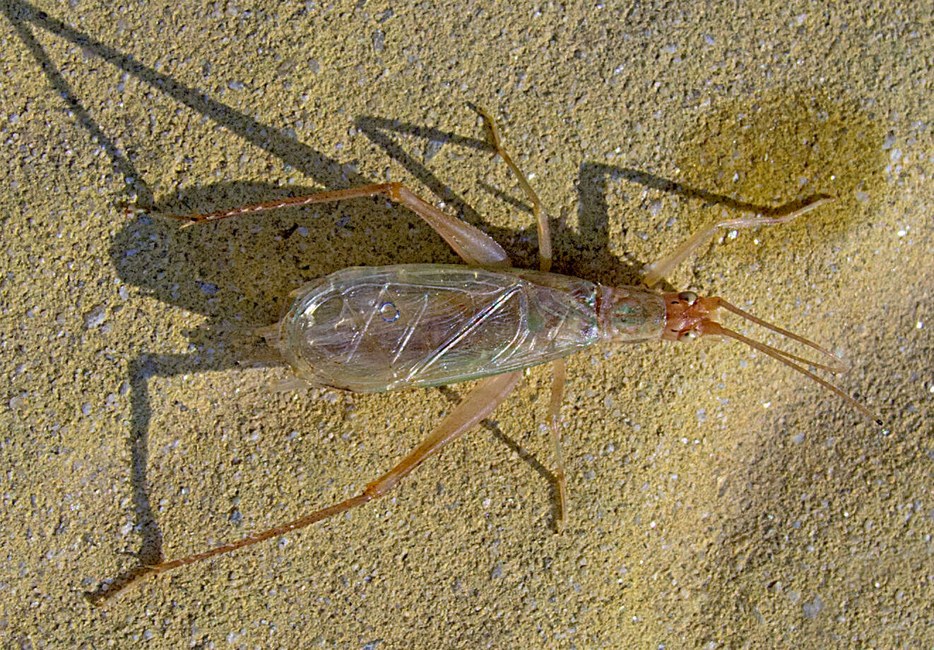 Image of tree-cricket