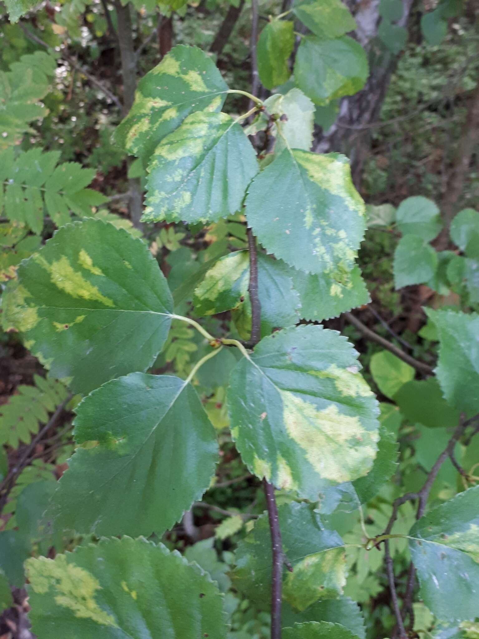 Image of Birch leaf roll-associated virus