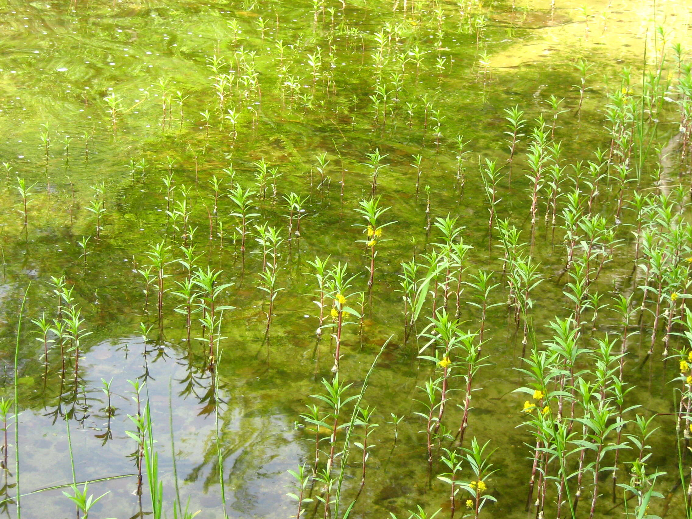 Image of Tufted Loosestrife