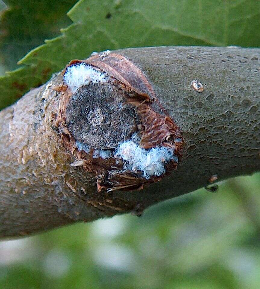 Image of Woolly Apple Aphid