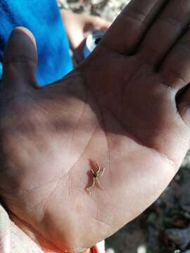 Image of Savigny's brittle star