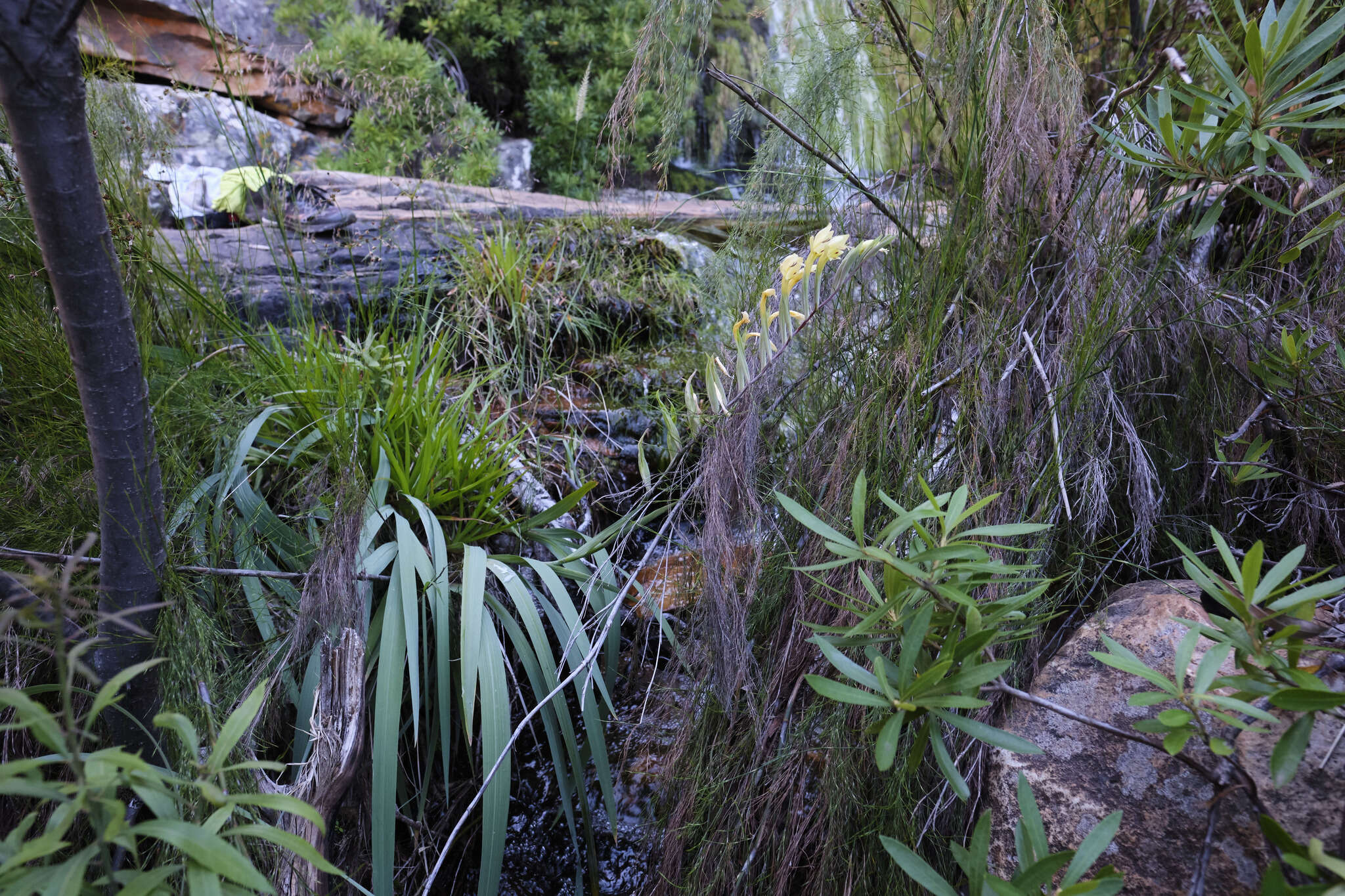 Gladiolus buckerveldii (L. Bolus) Goldblatt resmi