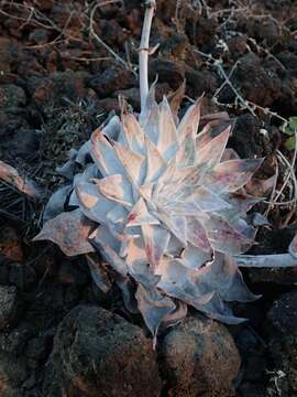 Image of Dudleya anthonyi Rose ex Britton & Rose