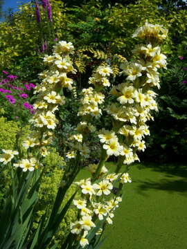 Image of Sisyrinchium striatum Sm.