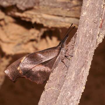 Image de Libythea myrrha sanguinalis Fruhstorfer 1898