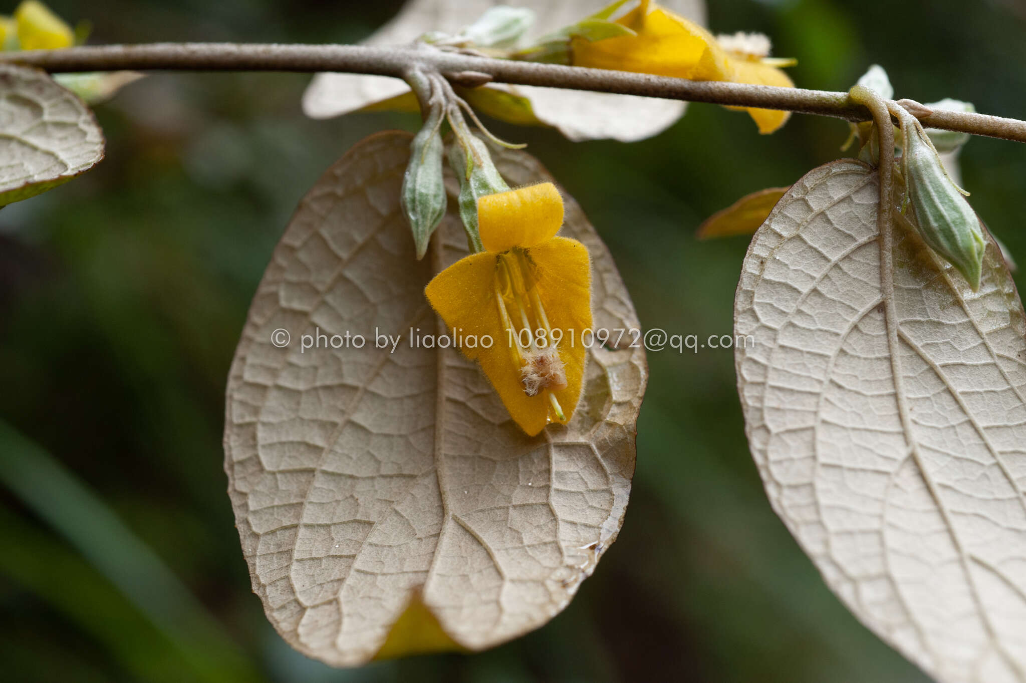 Image of Brandisia swinglei Merr.