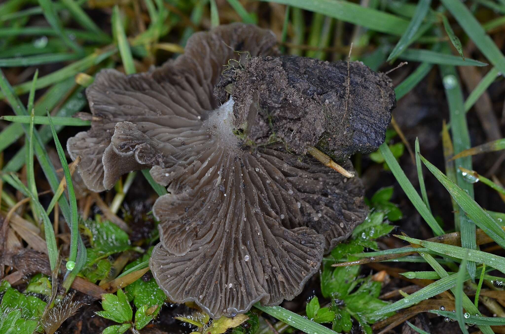 Image of Arrhenia acerosa (Fr.) Kühner 1980