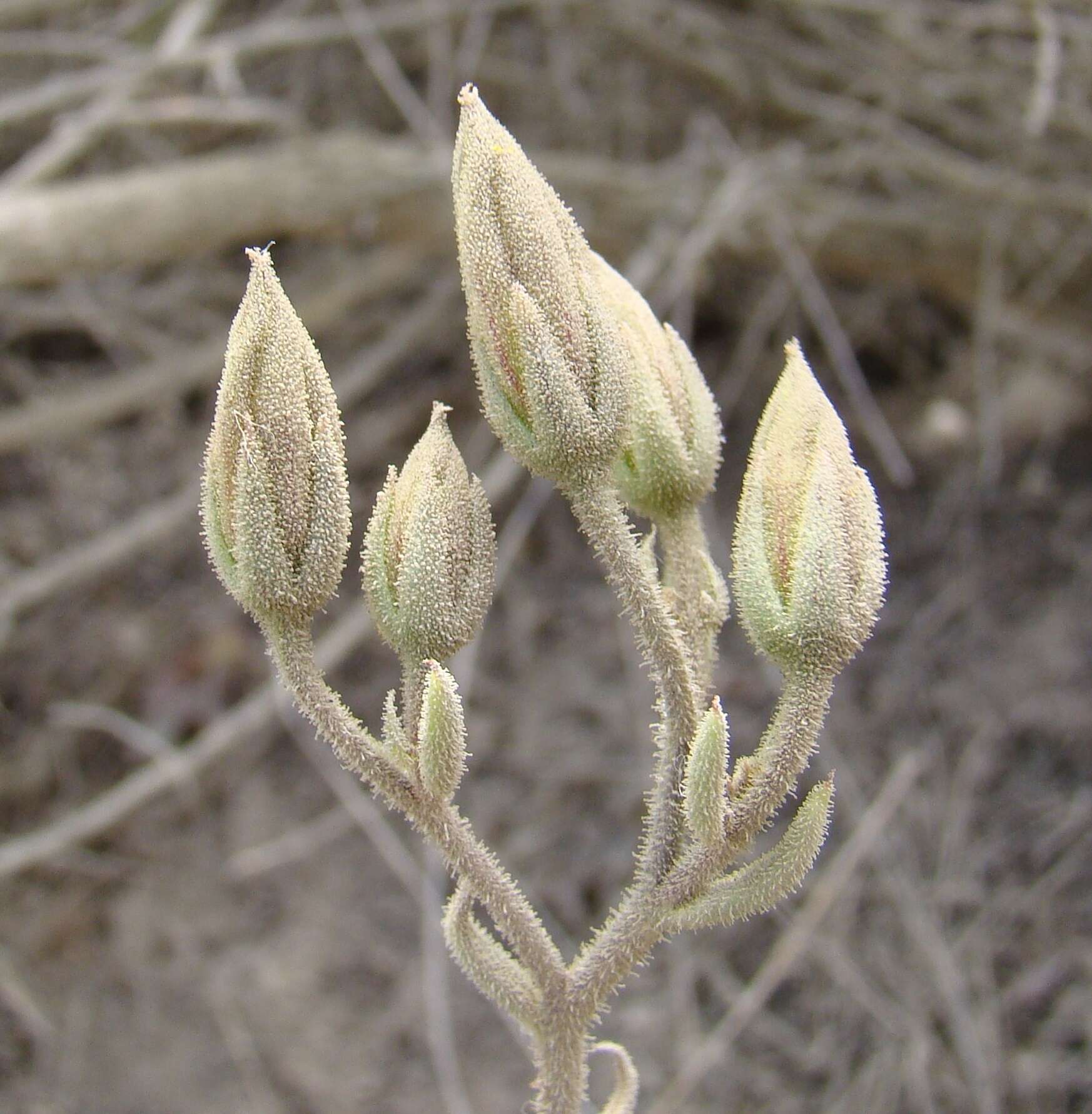 Image of Tylecodon ventricosus (Burm. fil.) H. Tölken