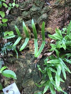 Image of Graceful Necklace Fern