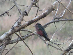 Image of Lewis's Woodpecker