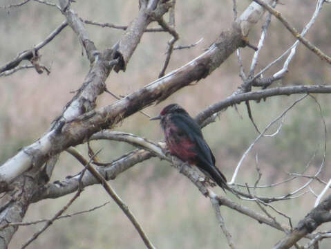 Image of Lewis's Woodpecker