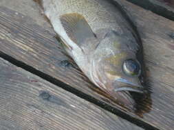 Image of Yellowtail rockfish