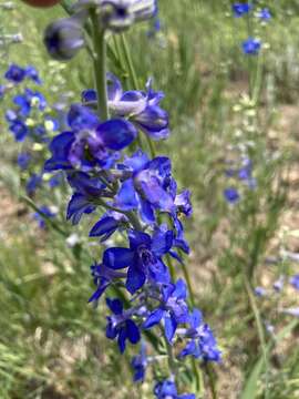 Image of Geyer's larkspur