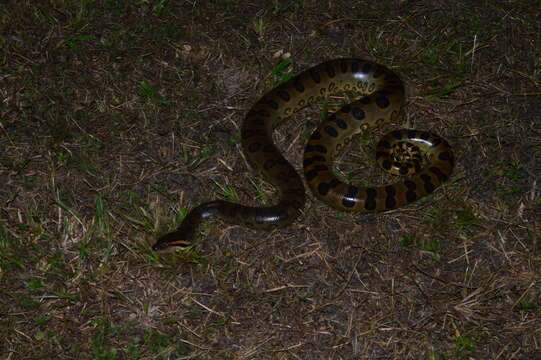 Image of Green anaconda