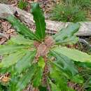 Pittosporum brevispinum resmi