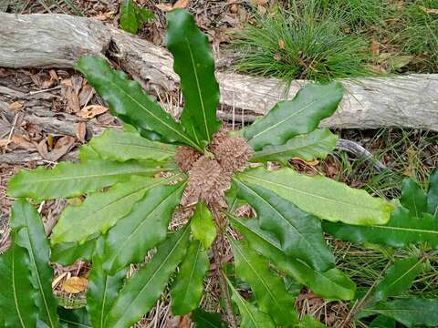 Image de Pittosporum brevispinum