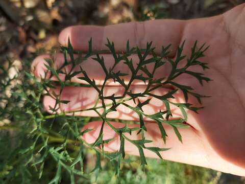 Imagem de Lomatia silaifolia (Sm.) R. Br.