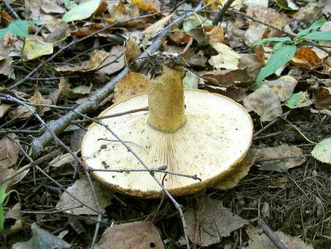 Image of Ugly Milk-cap