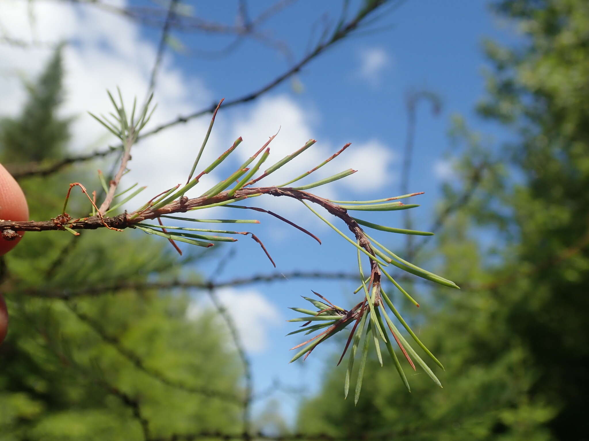 Image of Larch sawfly