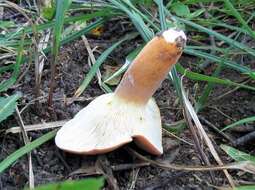 Image of Tawny Milkcap