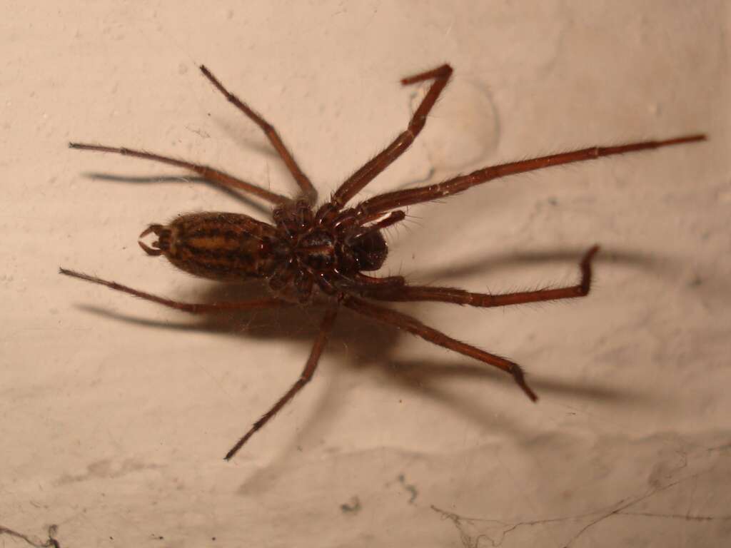 Image of Giant House Spider