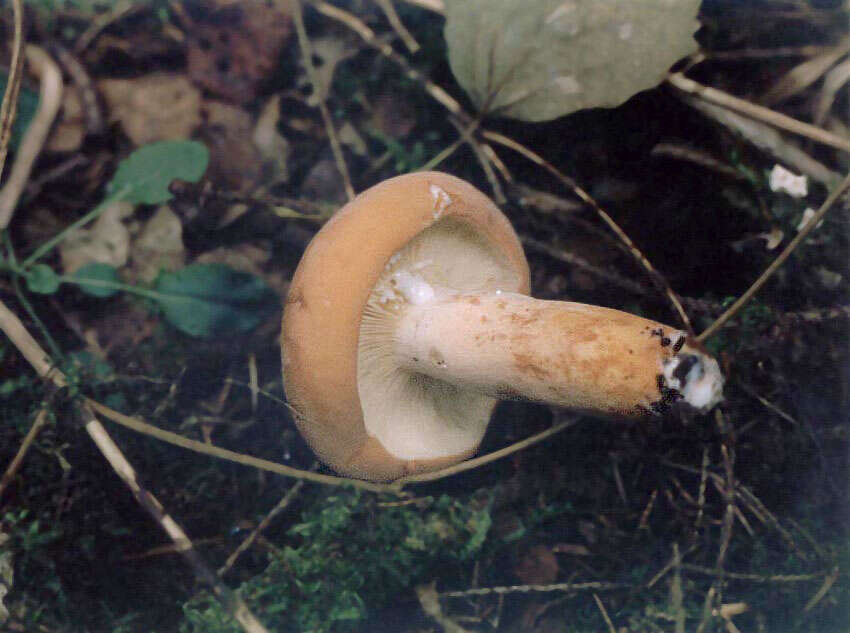 Image of Tawny Milkcap