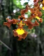 Image of Oncidium praetextum