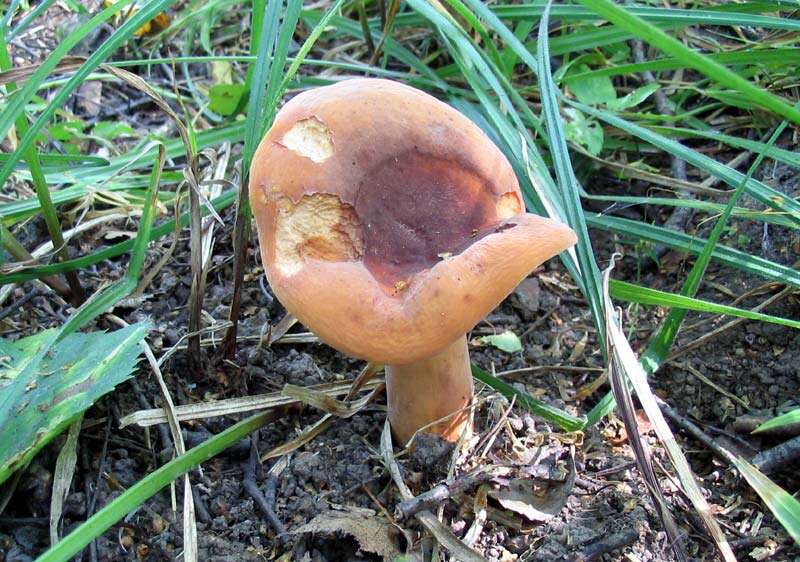 Image of Tawny Milkcap